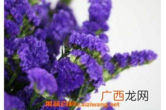 勿忘我的功效与禁忌