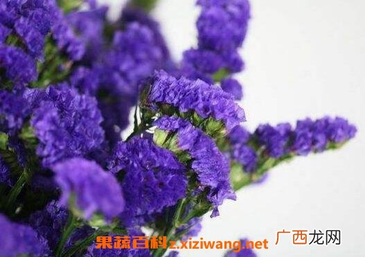 勿忘我的功效与禁忌