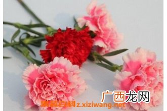 康乃馨的功效与禁忌