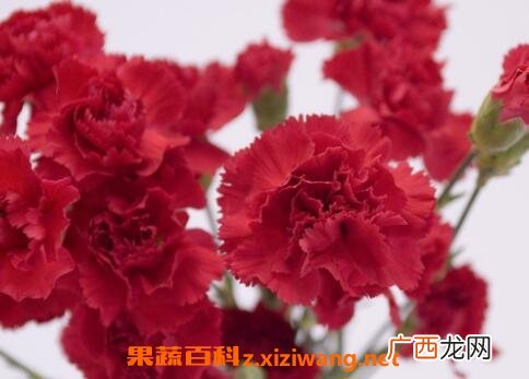 康乃馨的功效与禁忌