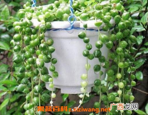 珍珠吊兰的养殖方法和注意事项