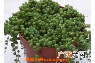 珍珠吊兰的养殖方法和注意事项
