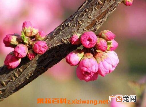春天开的花有哪些 春季常见花种类介绍