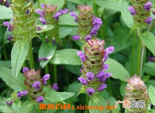 春天开的花有哪些 春季常见花种类介绍