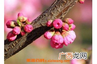 春天开的花有哪些 春季常见花种类介绍