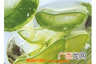 芦荟有哪些功效与作用
