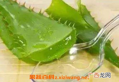 芦荟有哪些功效与作用