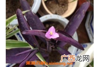 紫鸭趾草的功效与作用
