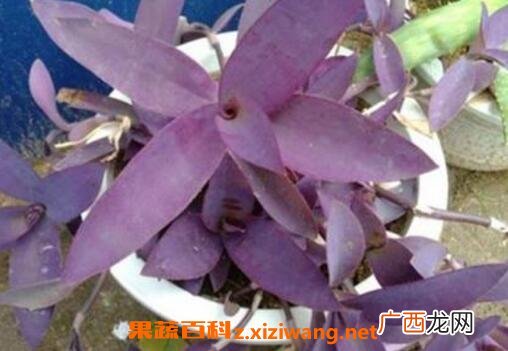 紫鸭趾草的功效与作用