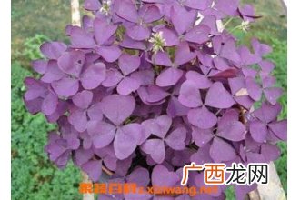 紫叶酢浆草的功效与作用