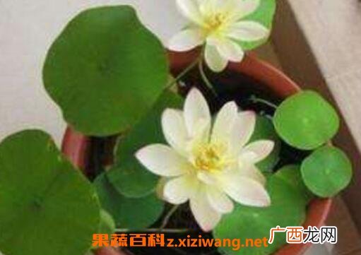 碗莲的种植方法和种植技巧