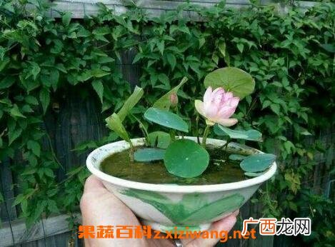 碗莲的种植方法和种植技巧