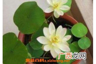碗莲的种植方法和种植技巧