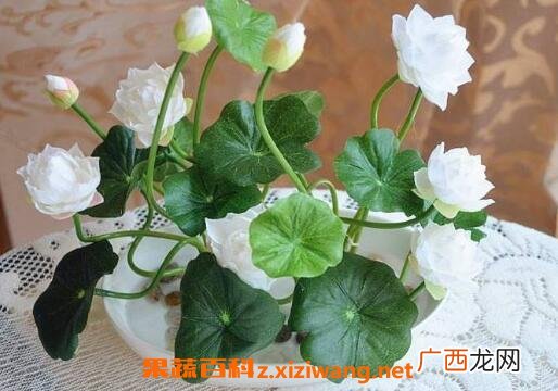 盆栽睡莲如何种植 盆栽睡莲的养殖方法