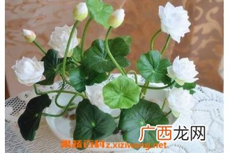 盆栽睡莲如何种植 盆栽睡莲的养殖方法