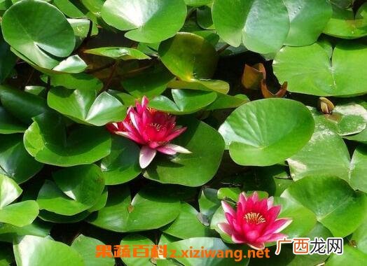 盆栽睡莲如何种植 盆栽睡莲的养殖方法