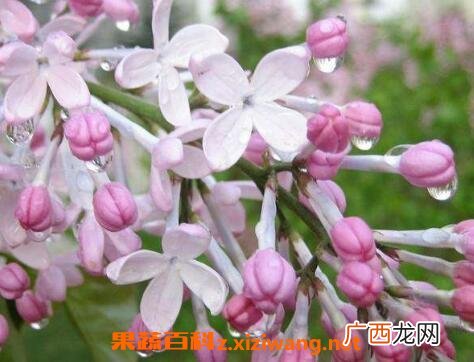丁香花如何种植 丁香花种子种植方法