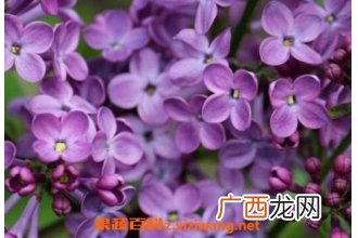 丁香花如何种植 丁香花种子种植方法
