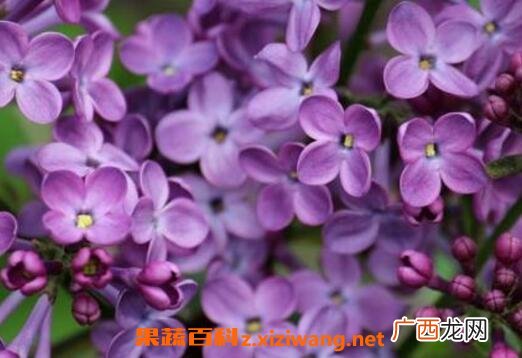 丁香花如何种植 丁香花种子种植方法