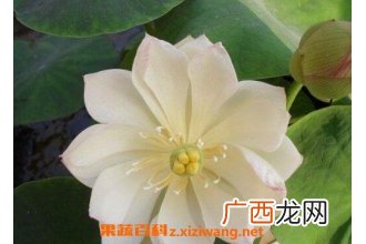 碗莲发芽后怎么养 碗莲入土方法图解