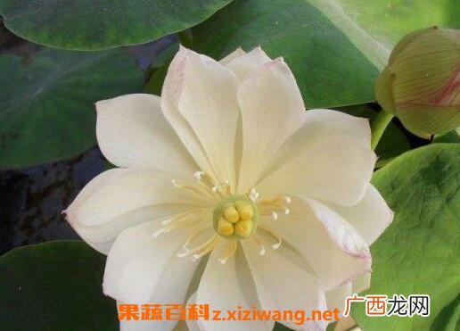 碗莲发芽后怎么养 碗莲入土方法图解