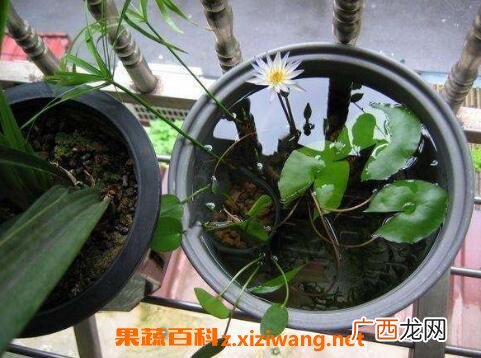 碗莲藕根如何养殖 碗莲藕根的种植方法