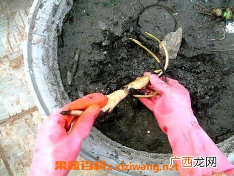 碗莲藕根如何养殖 碗莲藕根的种植方法