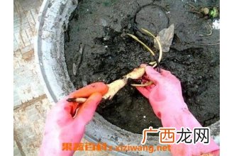 碗莲藕根如何养殖 碗莲藕根的种植方法