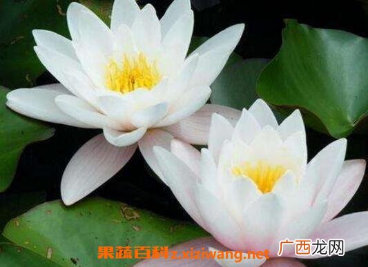 如何养殖块状睡莲 块状睡莲的种植方法技巧
