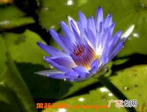 如何养殖块状睡莲 块状睡莲的种植方法技巧