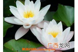 如何养殖块状睡莲 块状睡莲的种植方法技巧