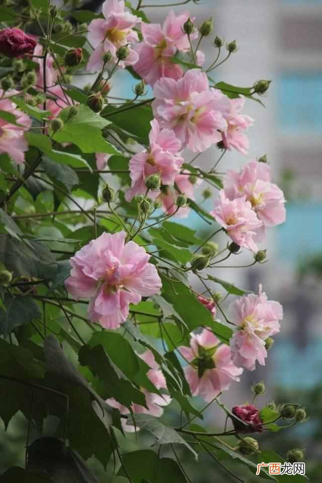适合7月开的花品种 7月开什么花