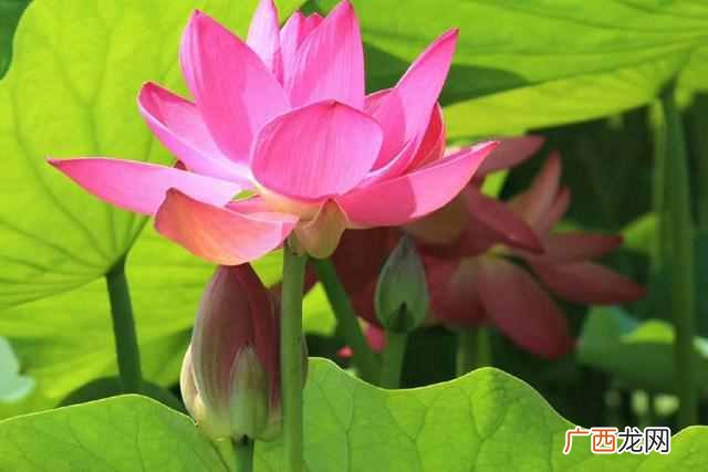 适合7月开的花品种 7月开什么花