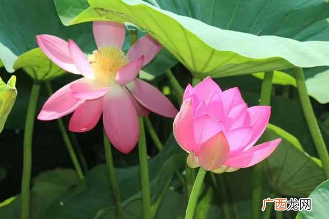 适合7月开的花品种 7月开什么花