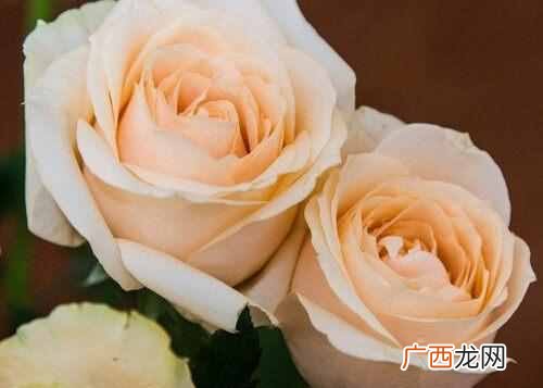 有哪些含义 99朵玫瑰代表什么意思