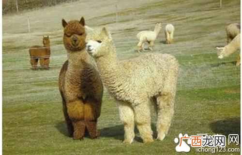 羊驼是什么杂交品种 羊驼是什么动物