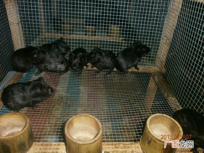 四川黑鱼养殖基地 赣州黑鱼养殖基地