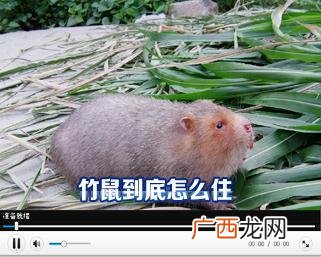 广西哪里有竹鼠种苗 广东东莞竹鼠养殖场