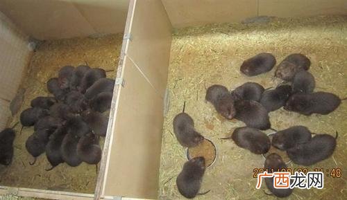 广西哪里有竹鼠种苗 广东东莞竹鼠养殖场