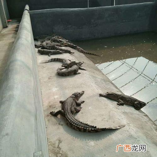 广东高州鳄鱼养殖基地 广东鳄鱼养殖培训