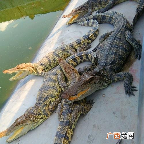 广东高州鳄鱼养殖基地 广东鳄鱼养殖培训