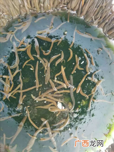 养殖水蛭前景如何 广东省水蛭养殖基地