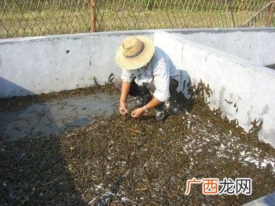 养殖水蛭前景如何 广东省水蛭养殖基地