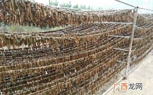养殖水蛭前景如何 广东省水蛭养殖基地