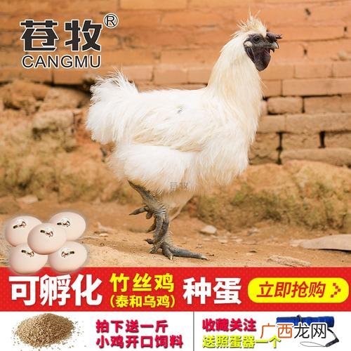 广东哪里有山鸡养殖场 广东竹丝鸡养殖场
