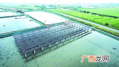 广西桂平大洋镇鸵鸟养殖基地 广西横县养殖什么鱼