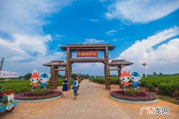 广西桂平大洋镇鸵鸟养殖基地 广西横县养殖什么鱼