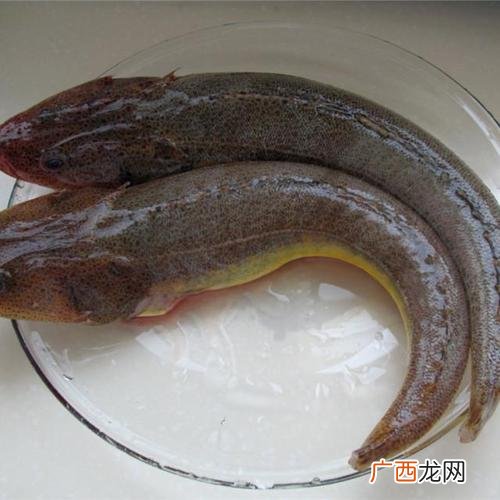 腌鲜鳜鱼的图片 鳜鱼冰鲜养殖