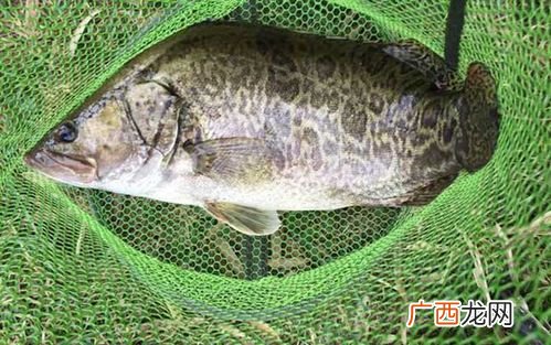 腌鲜鳜鱼的图片 鳜鱼冰鲜养殖