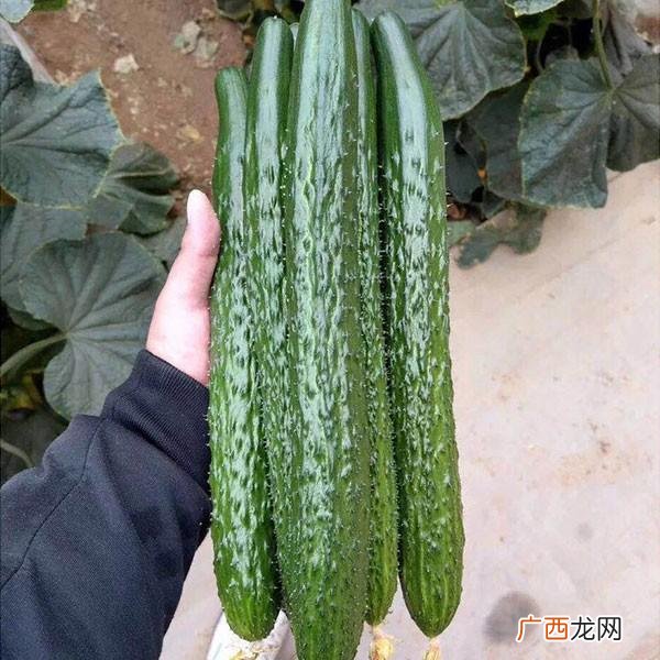 六七月份适合种植什么农作物,7月份种植什么农作物最合适 -